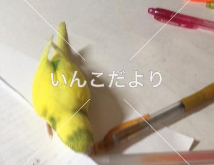 迷い鳥の写真