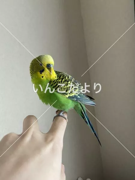 保護鳥の写真