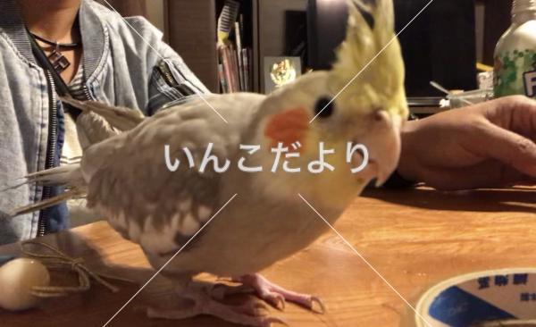 迷い鳥の写真