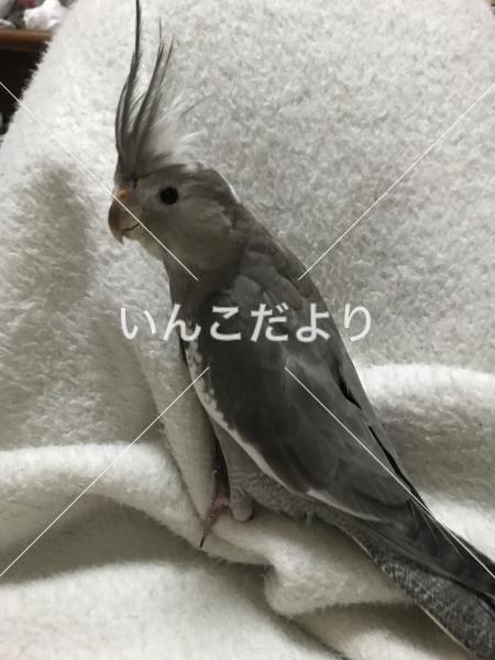 迷い鳥の写真