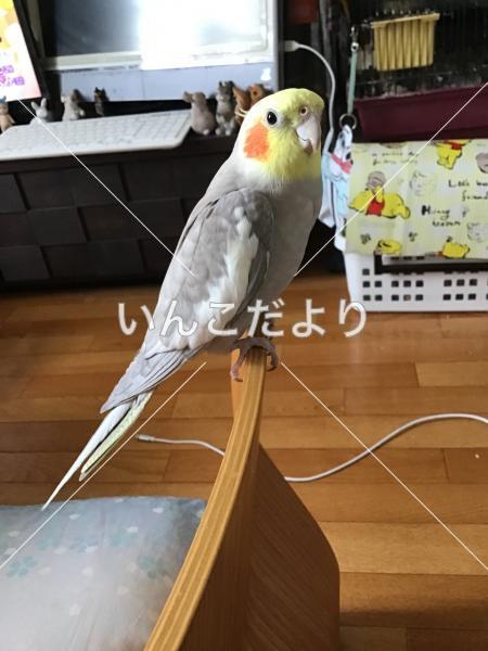 迷い鳥の写真