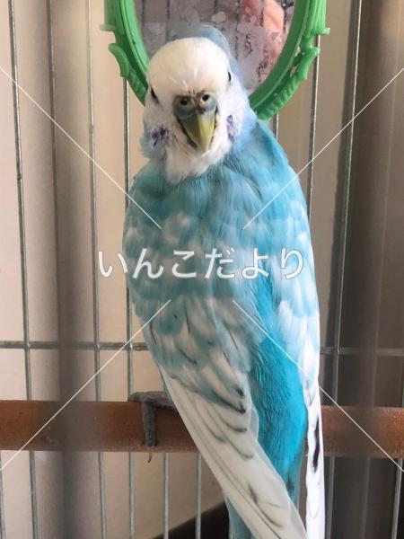 迷い鳥の写真