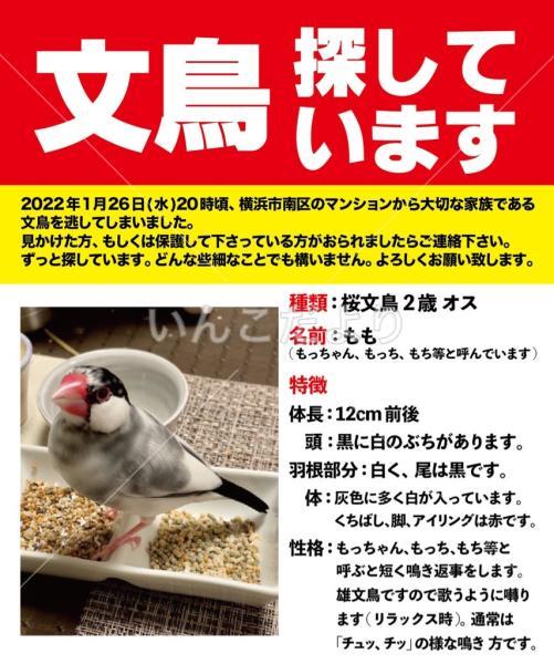 迷い鳥の写真