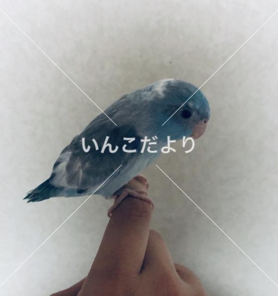 保護鳥の写真