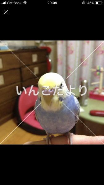 迷い鳥の写真