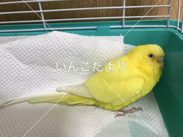 保護鳥の写真