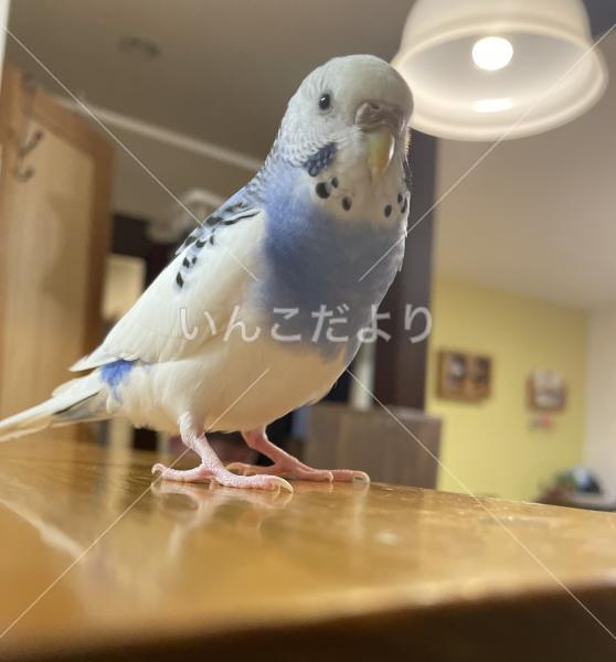 迷い鳥の写真