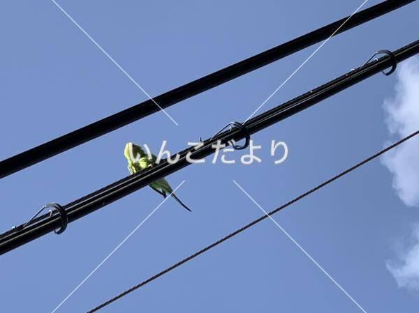 保護鳥の写真