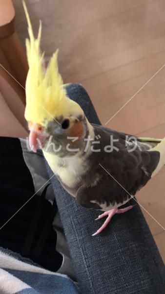迷い鳥の写真