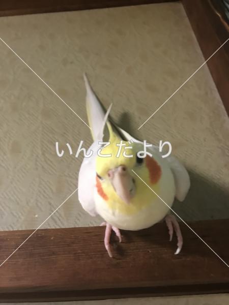迷い鳥の写真