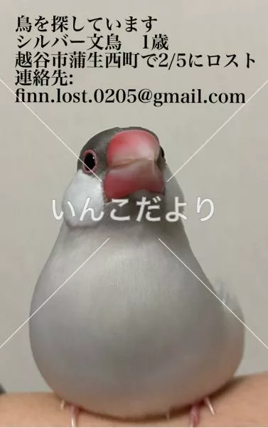 迷い鳥の写真
