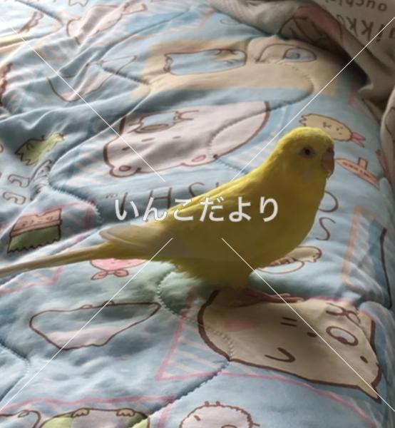 迷い鳥の写真