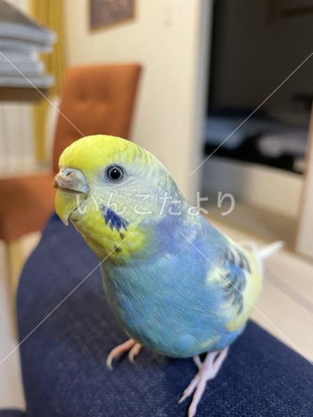 迷い鳥の写真