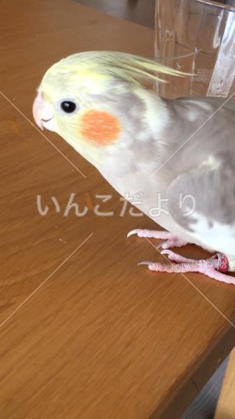 迷い鳥の写真