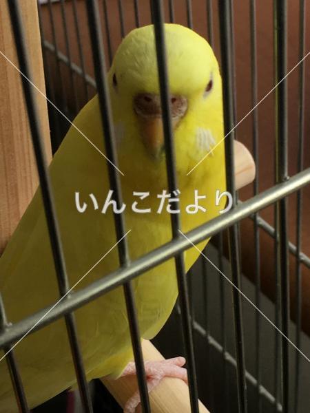 保護鳥の写真