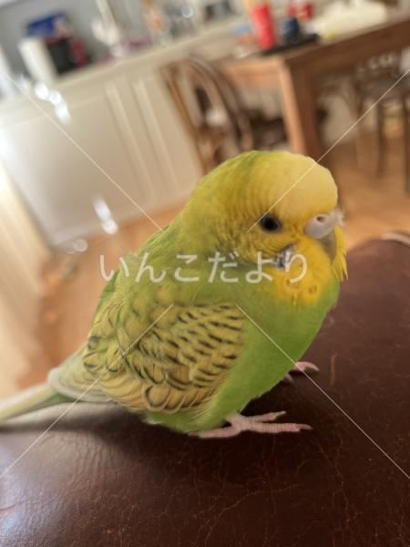 迷い鳥の写真