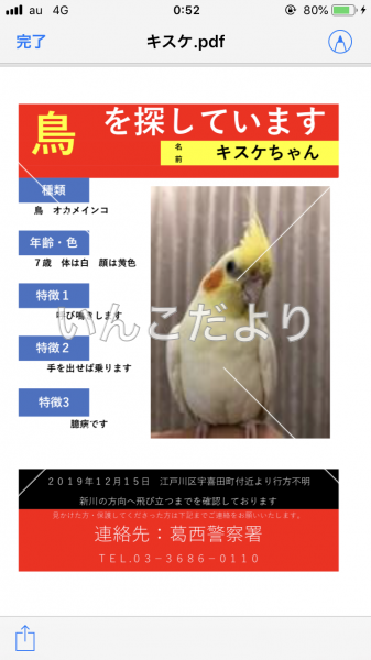 迷い鳥の写真
