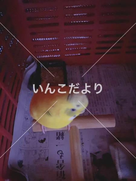 保護鳥の写真