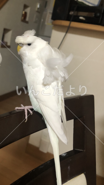 迷い鳥の写真