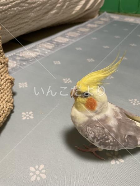 迷い鳥の写真