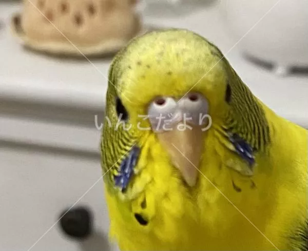 保護鳥の写真