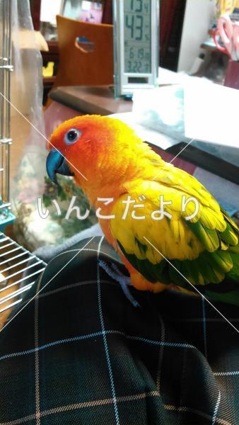 迷い鳥の写真