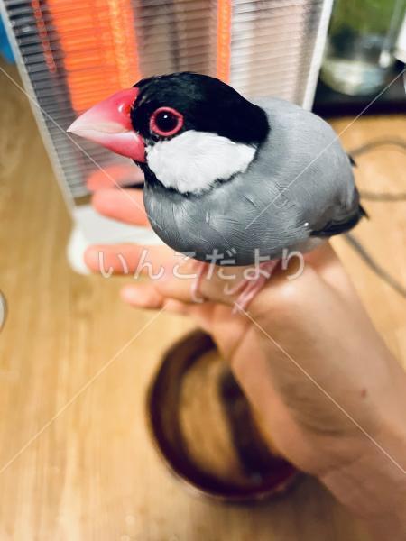 迷い鳥の写真