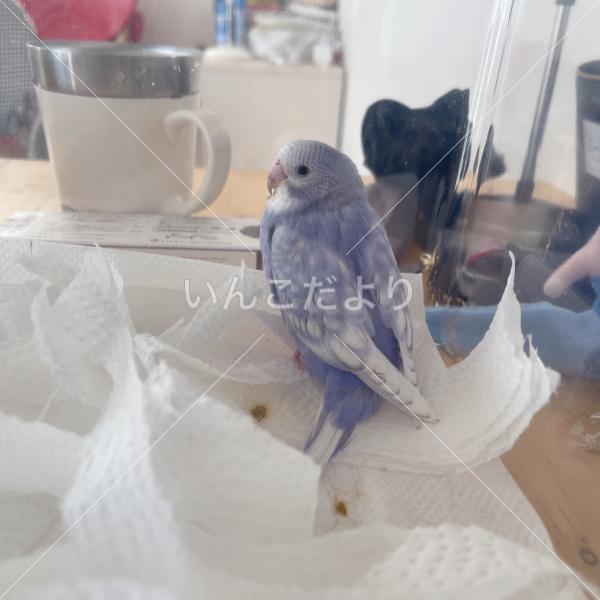 迷い鳥の写真