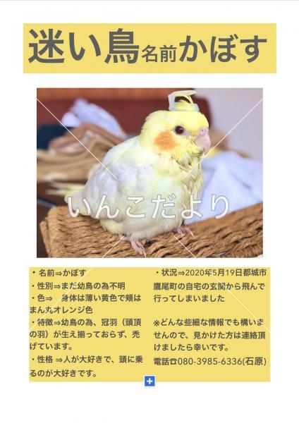 迷い鳥の写真