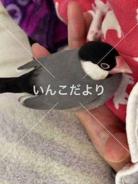 迷い鳥の写真