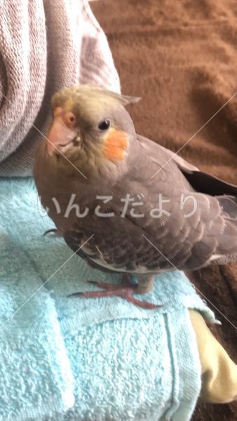迷い鳥の写真