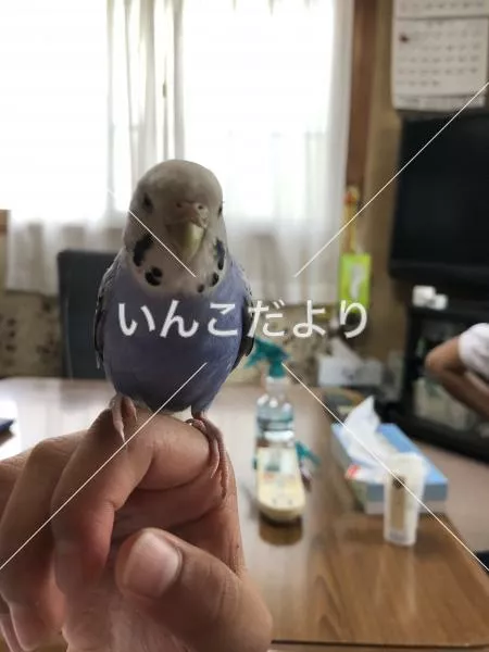 保護鳥の写真