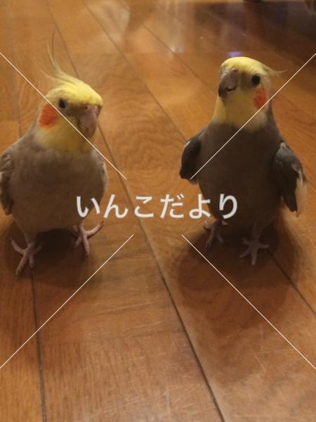 迷い鳥の写真