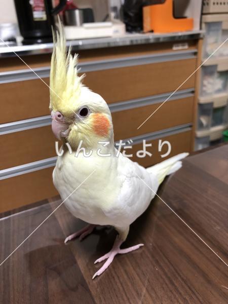 迷い鳥の写真