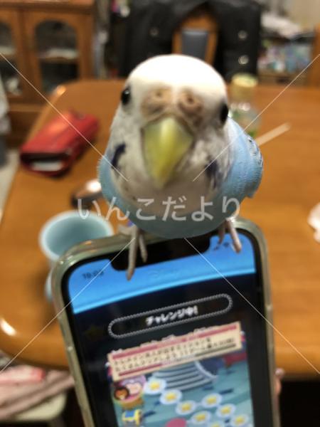 迷い鳥の写真