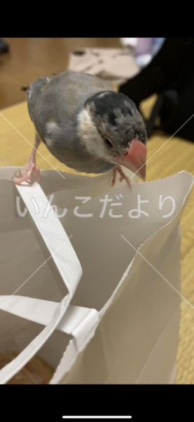 迷い鳥の写真