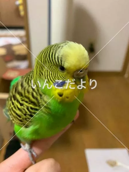 保護鳥の写真