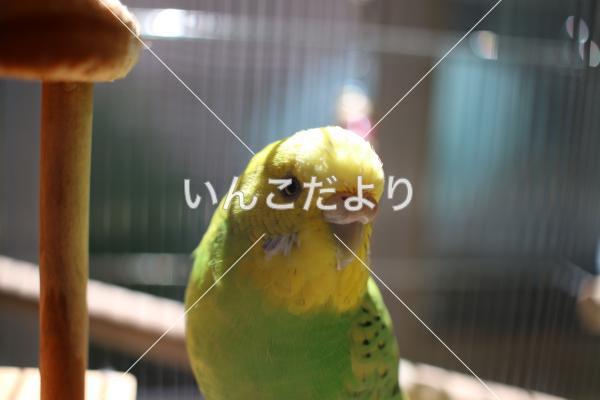 迷い鳥の写真