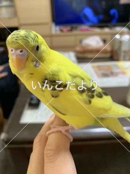 保護鳥の写真