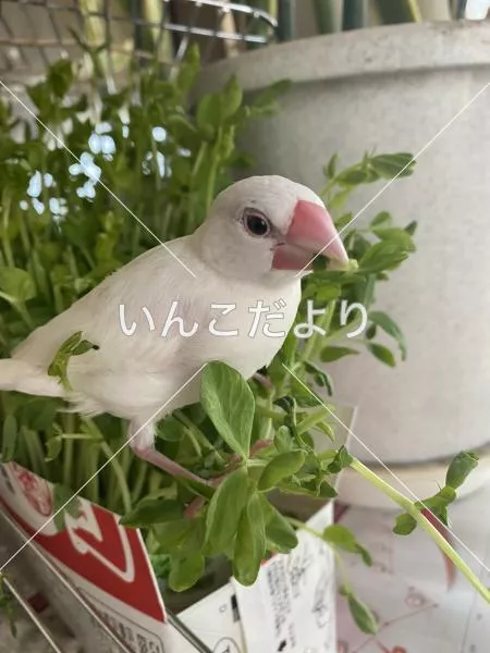 迷い鳥の写真