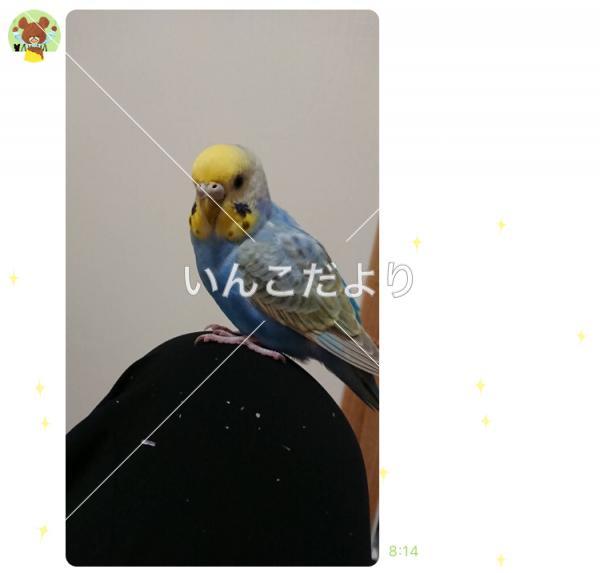 迷い鳥の写真