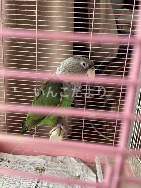 保護鳥の写真