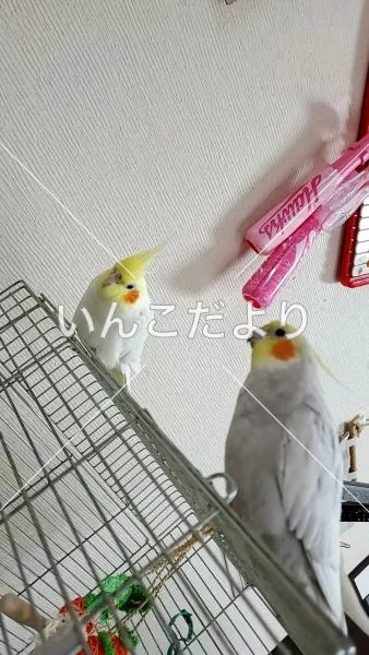 迷い鳥の写真