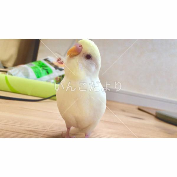 迷い鳥の写真
