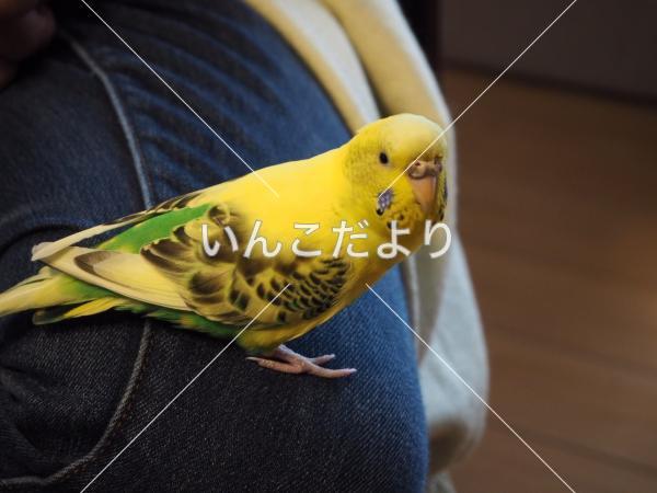 迷い鳥の写真