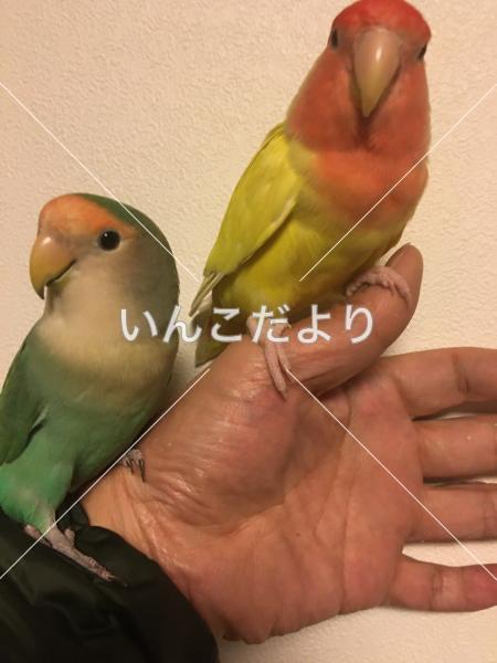 迷い鳥の写真
