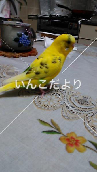 迷い鳥の写真