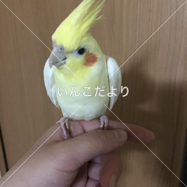 迷い鳥の写真