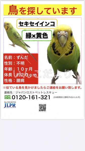 迷い鳥の写真