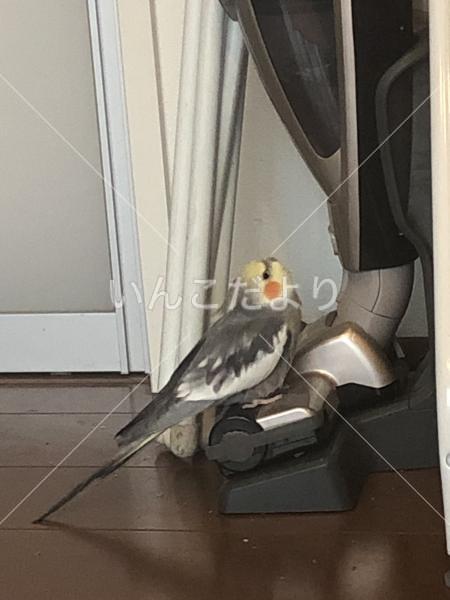 迷い鳥の写真